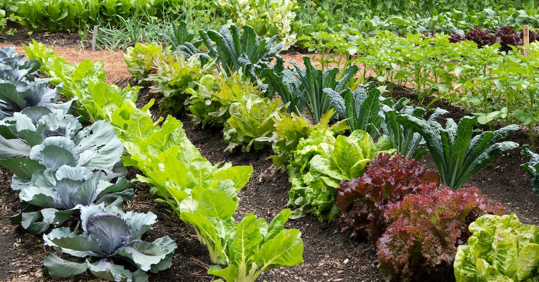 Vegetable Garden