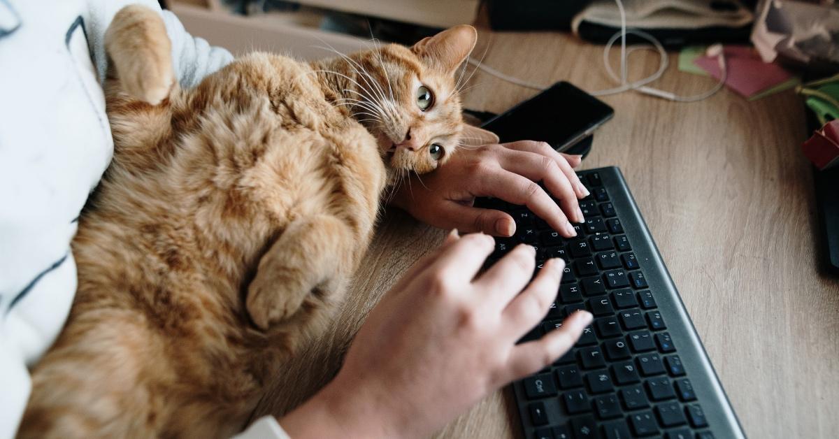 Orange cat in a person's arms while they use the computer.