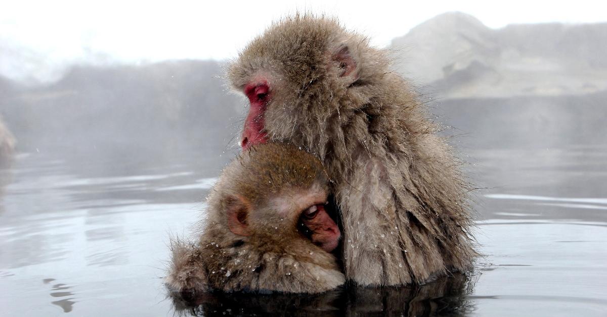 A mother and baby Japanese macaque monkey in hot springs. 