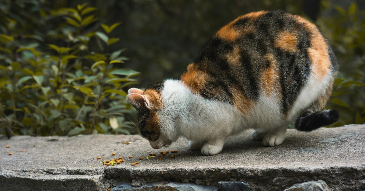 Calico cat eating dry cat kibble on a stone wall outside. 