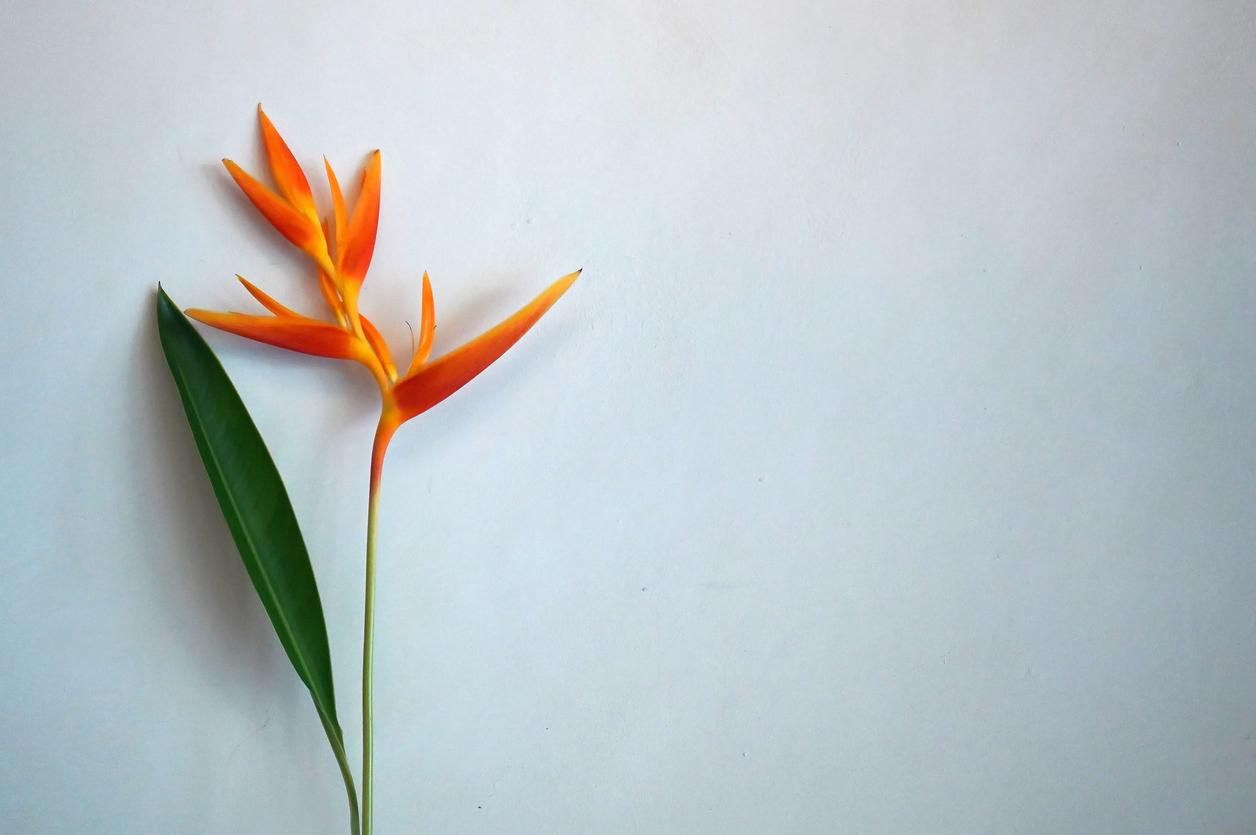 Close up of a single bird of paradise flower and leaf up against a white wall