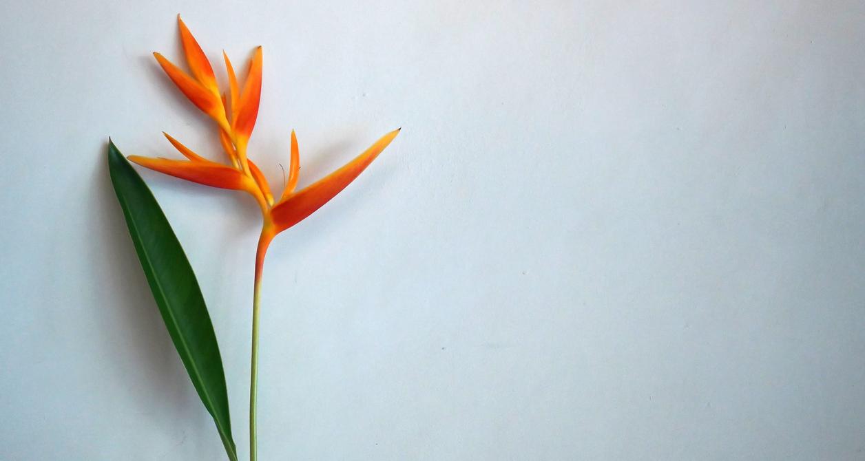 Are Bird of Paradise Toxic to Cats?