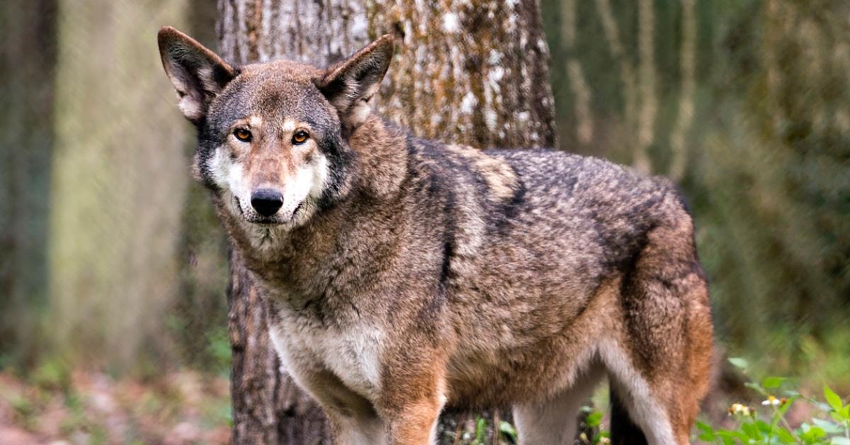 Red wolf standing in front of a tree.