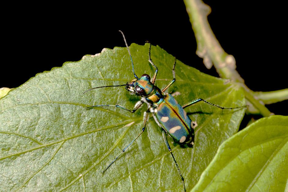 A tiger beetle on a leaf at night. 