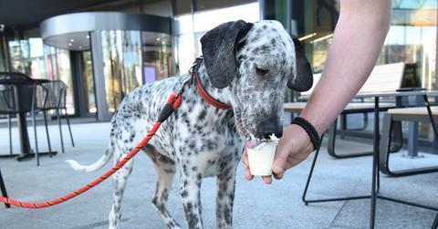 A spotted dog eats whipped cream from a small cup.