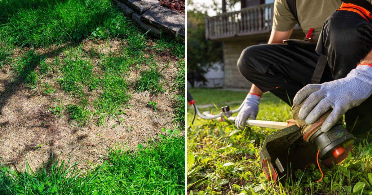 (L) Brown patch fungus and dead grass, (R) Man trimming the grass in a garden (Representative Cover Image Source: Getty Images | (L) Robin Gentry, (R) Zoff Photos)