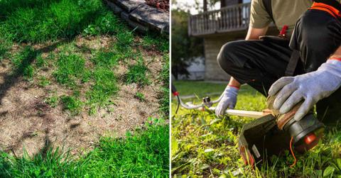 (L) Brown patch fungus and dead grass, (R) Man trimming the grass in a garden (Representative Cover Image Source: Getty Images | (L) Robin Gentry, (R) Zoff Photos)