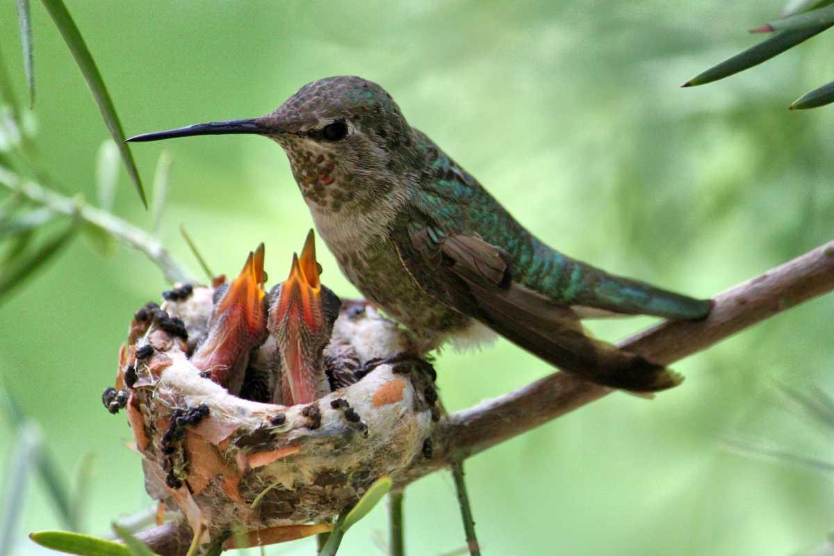 pn/dfbebbf a c be cf