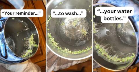 Person displays a stunning vista of a chia sprouts ecosystem growing in her water bottle (Cover Image Source: TikTok | @wompbrat)