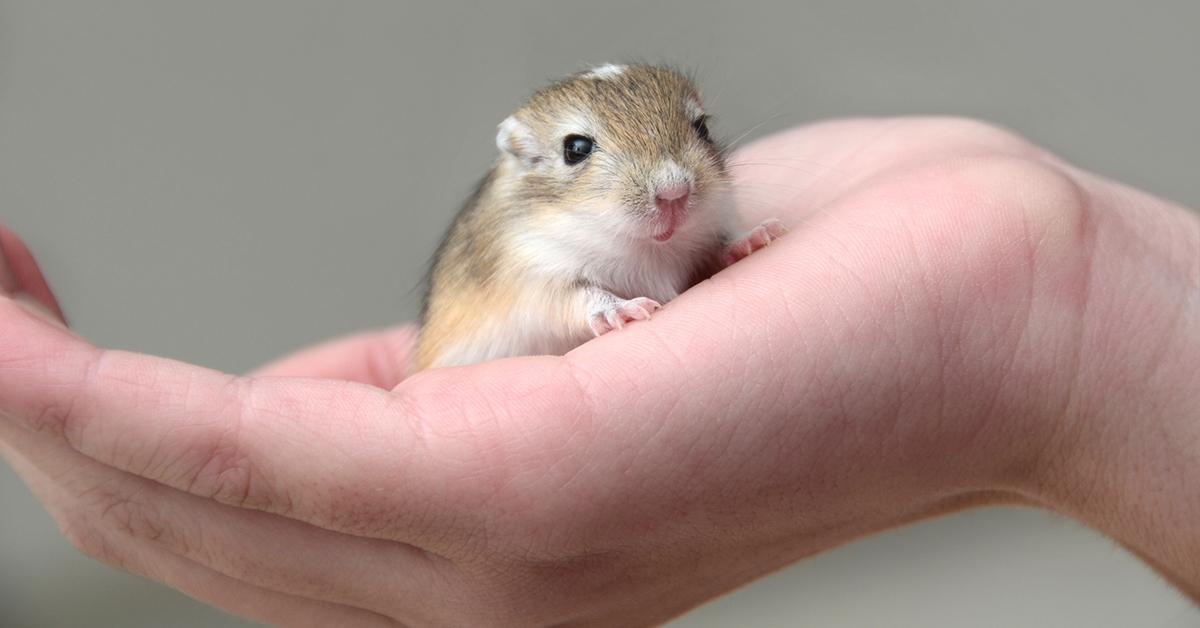 best small pets for kids gerbil