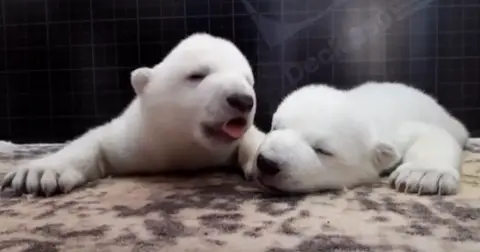 polar bear cubs abandoned by mom