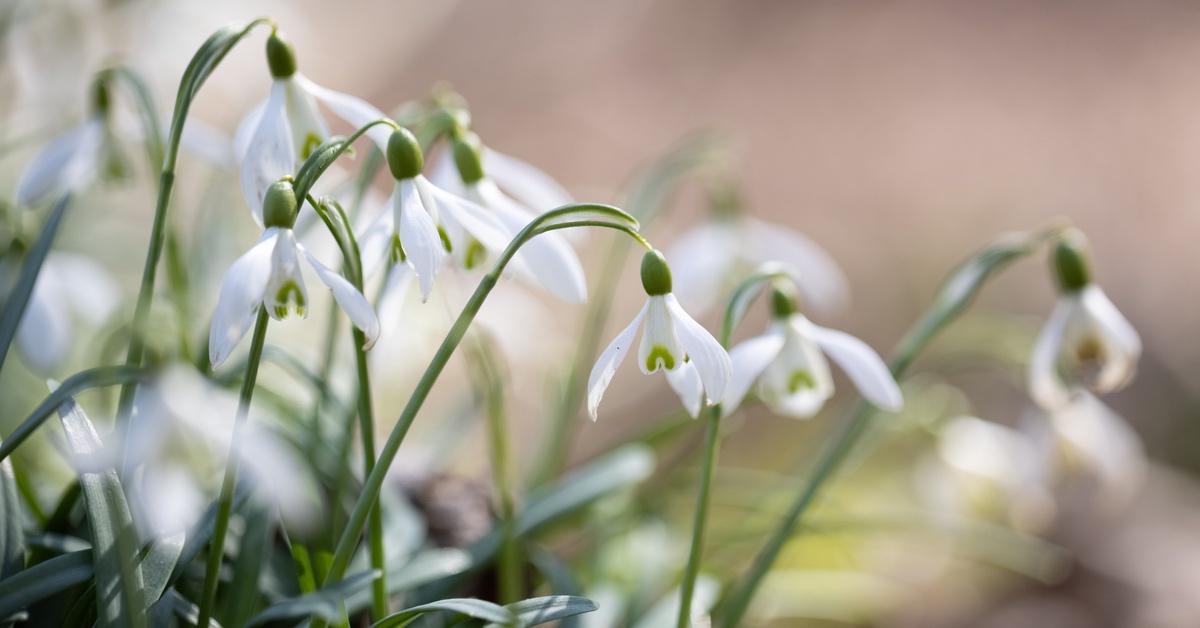 January Has Two Birth Flowers That Are Equally Beautiful