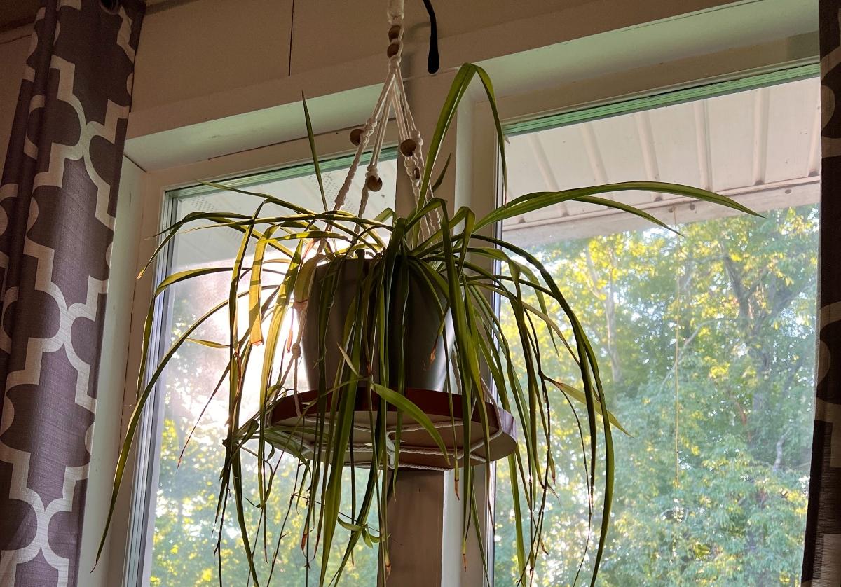 Hanging plant low light