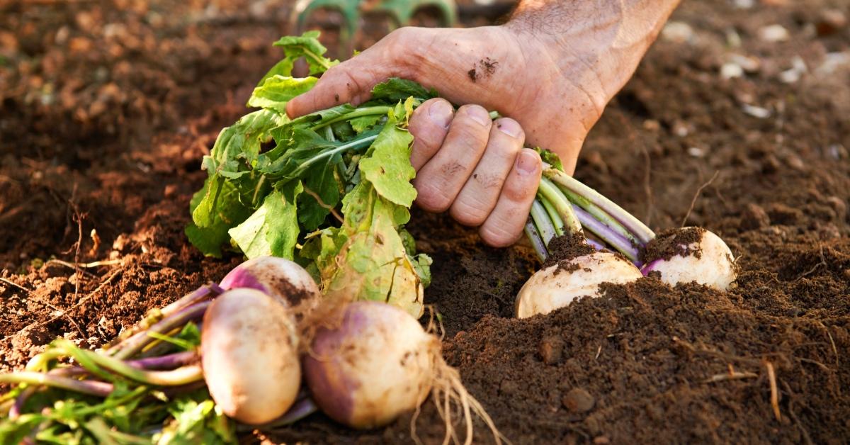 Person pulling turnips from the earth.