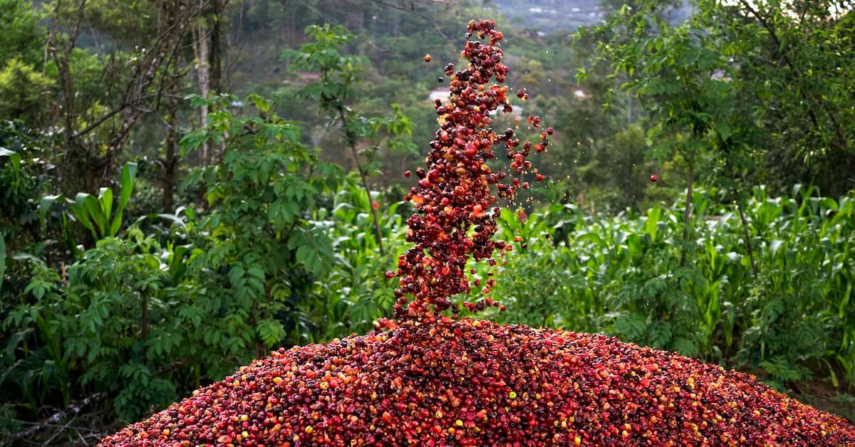 Large pile of fresh coffee beans with a lush jungle backdrop