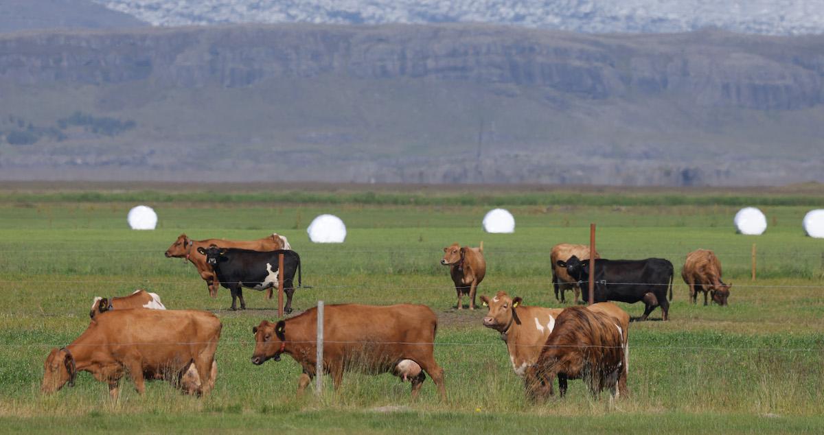 Animal agriculture in Iceland