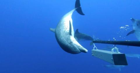 Atlantic spotted dolphins captured by the camera. (Cover Image Source: University of Exeter, Centre for Ecology and Conservation (Penryn based))