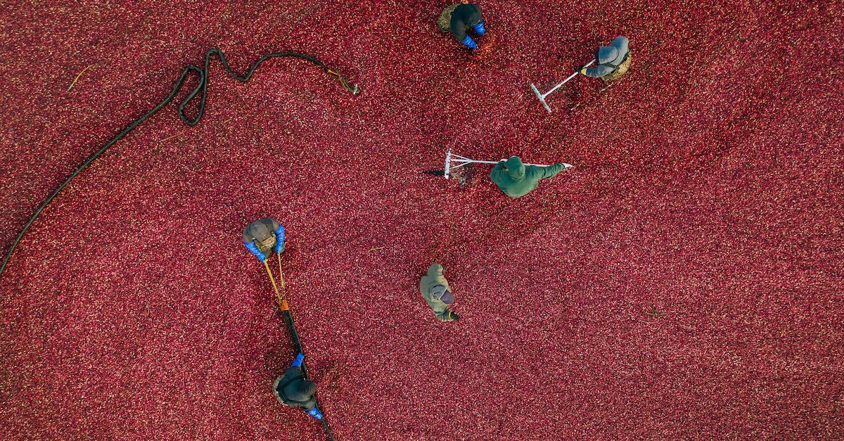 cranberry bog