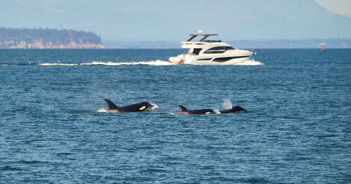 A pod of orcas swimming in front of a yacht. 