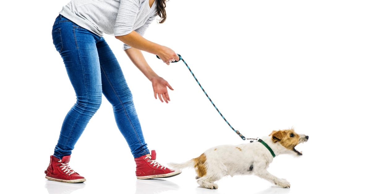 Woman with an barking dog on a leash. 