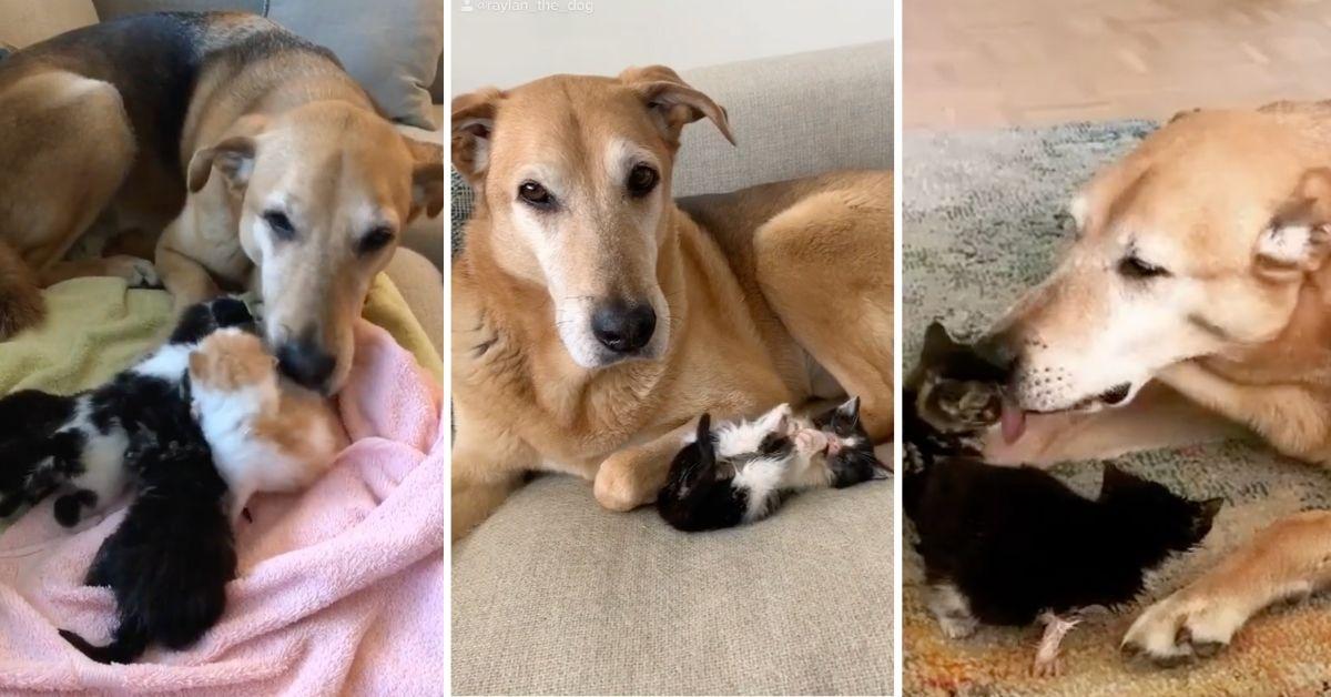 Former Foster Dog Pays It Forward By Helping Raise Foster Kittens