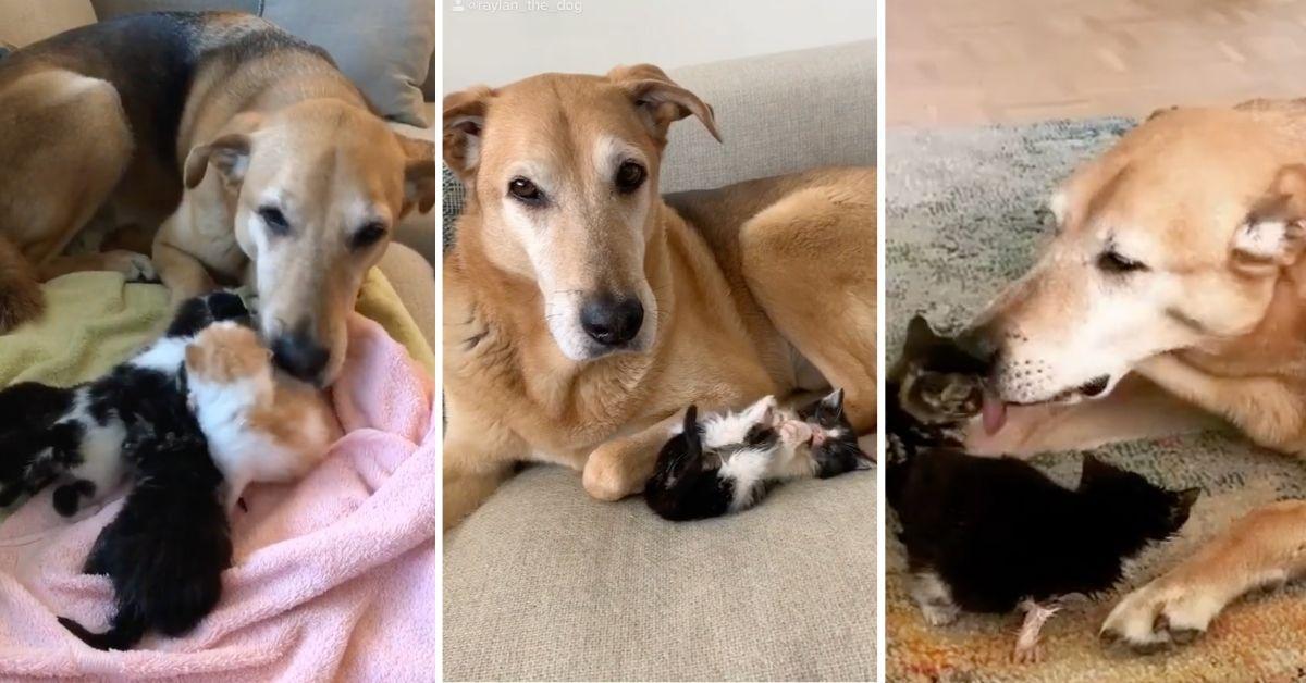 The Story of Raylan the Dog and His Foster Kittens