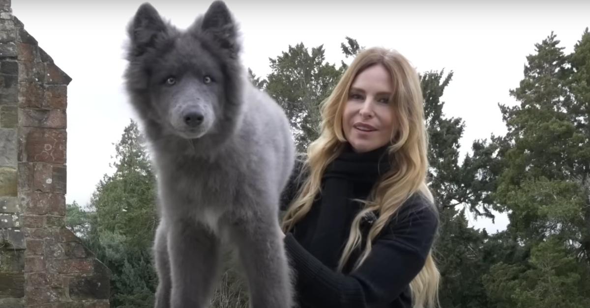 Blue Wolfdogs: All About This Unique Dog Breed