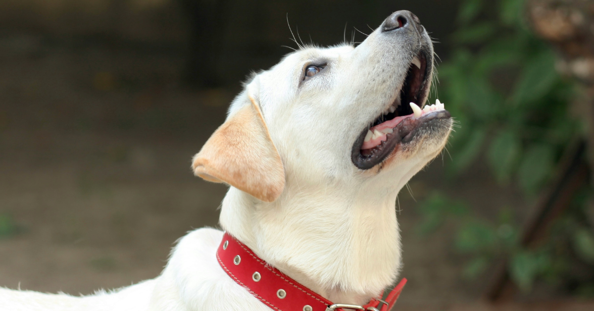A Yellow Lab wears a red dog collar