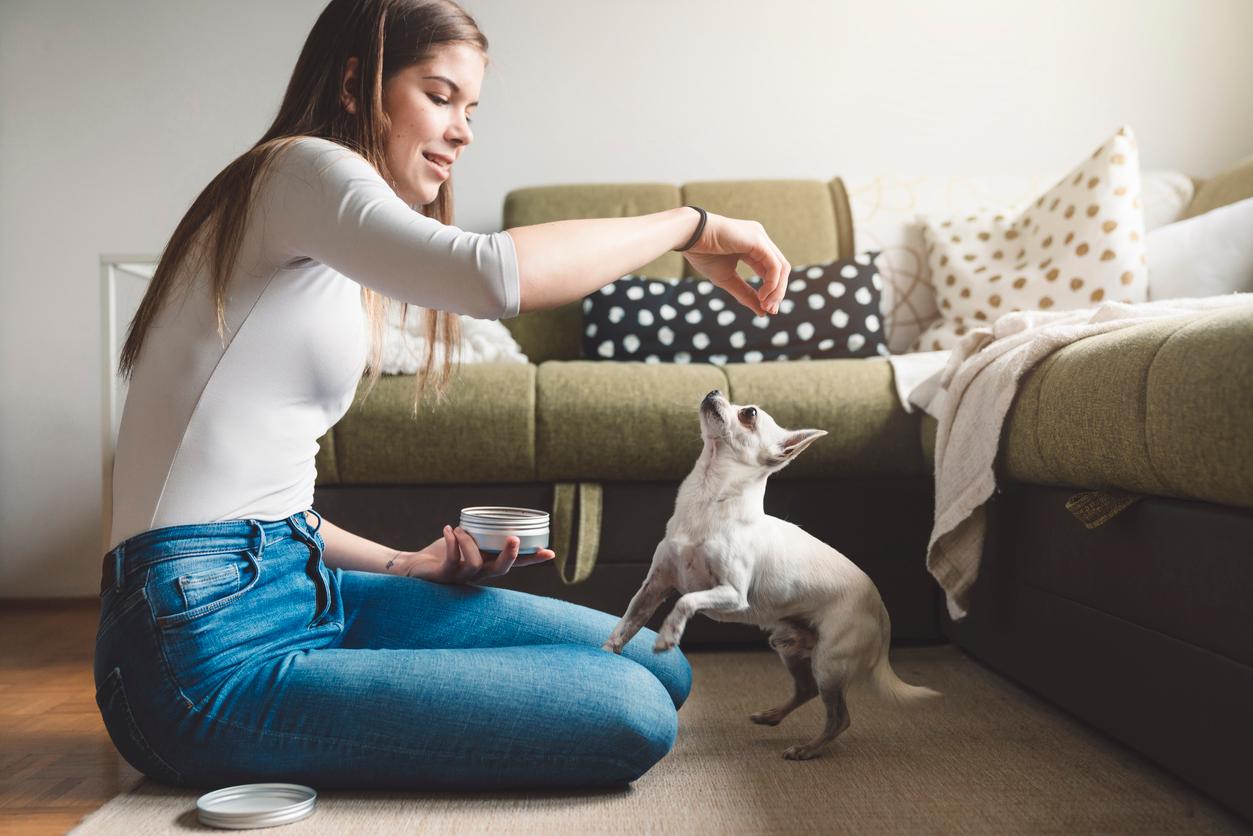 A person dangling a treat above a white Chihuahua's nose.