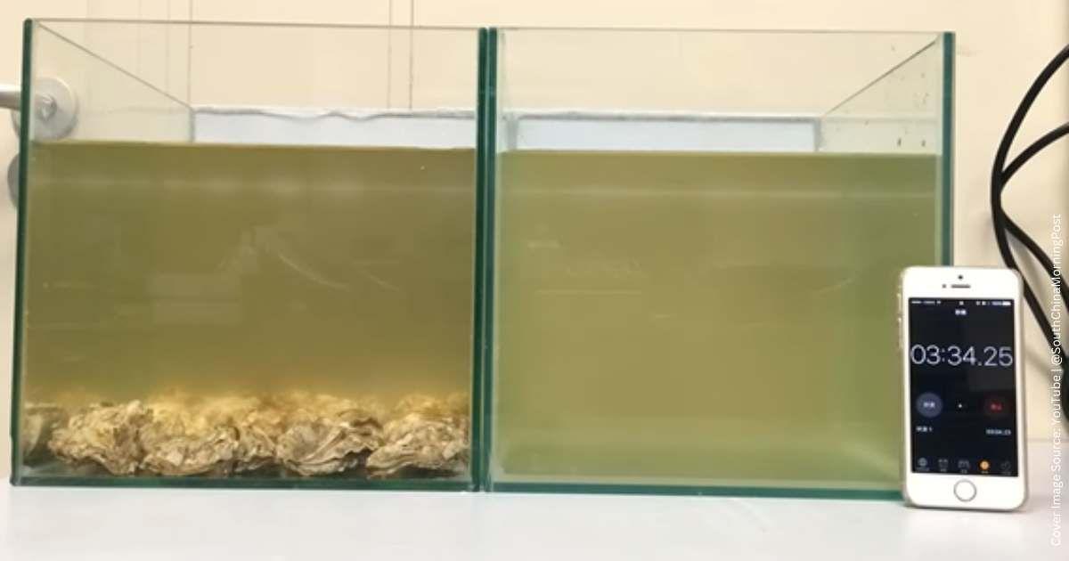 Two water tanks of toxic water placed next to each other for the filtering experiment. One of them has oysters. (Cover Image Source: YouTube | @SouthChinaMorningPost)