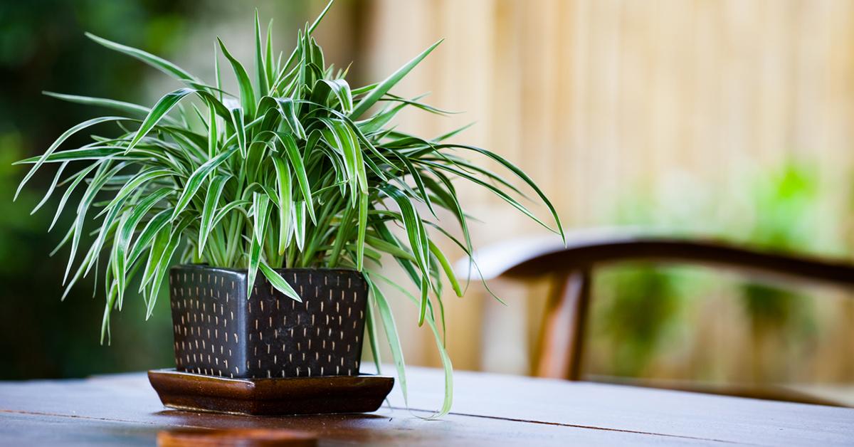 spider plant house plant purify air