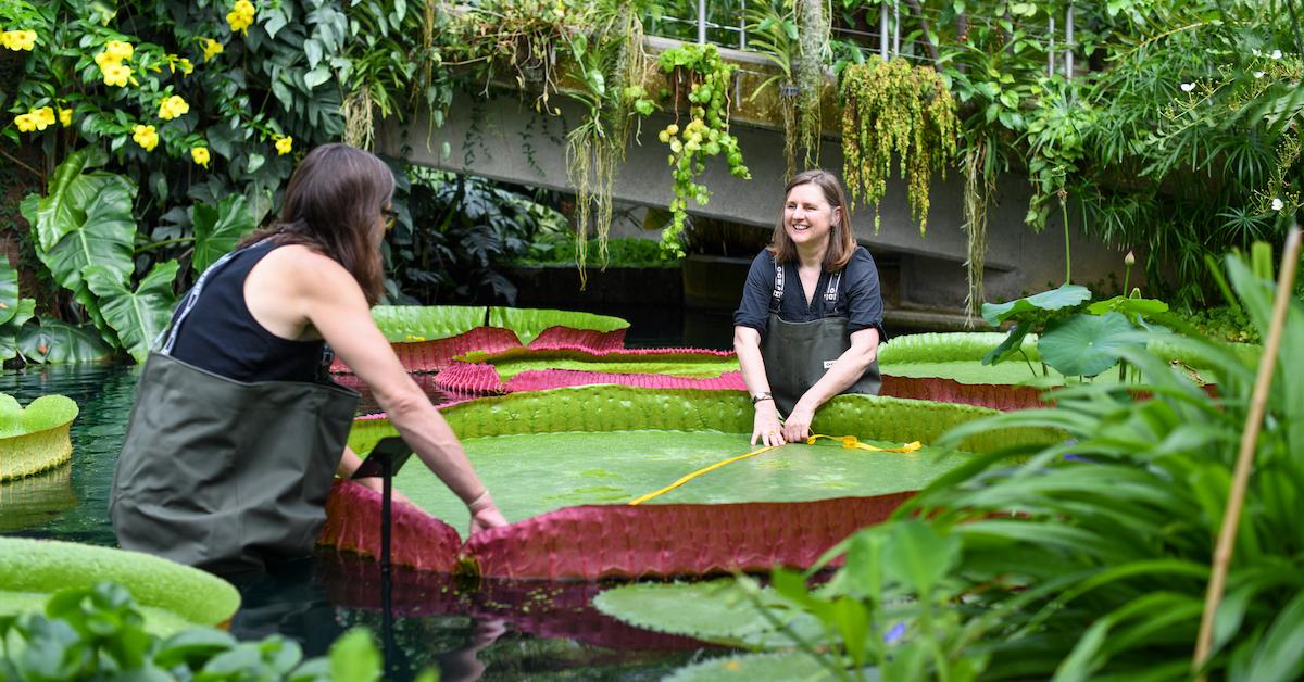 Largest Water Lily In The World Discovered In Bolivia And Kew Gardens