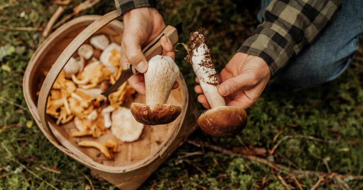 Person in a green flannel shirt foraging for mushrooms with a wooden basket