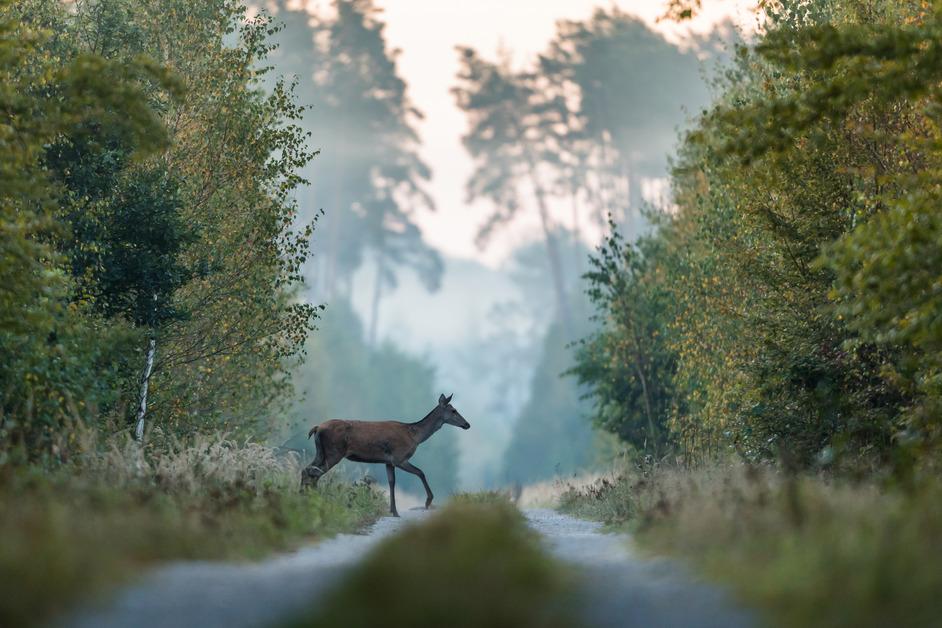 Stock photo of a Red deer crossing the road. 