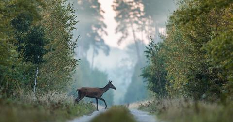 Stock photo of a Red deer crossing the road.