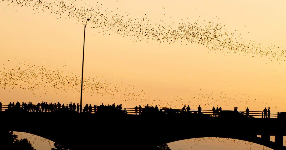 Visitors watching bats on Austin's Congress Avenue Bridge (Representative Cover Image Source: Getty Images | Aneese)