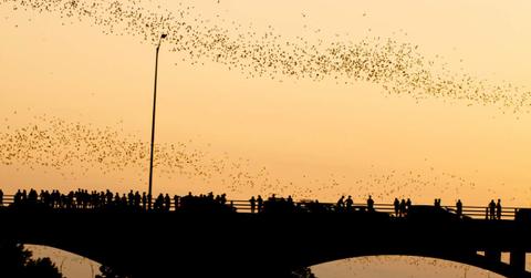 Visitors watching bats on Austin's Congress Avenue Bridge (Representative Cover Image Source: Getty Images | Aneese)