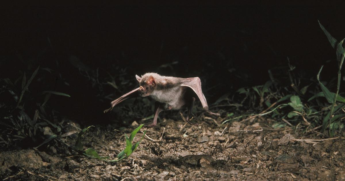 Long-Eared Bat