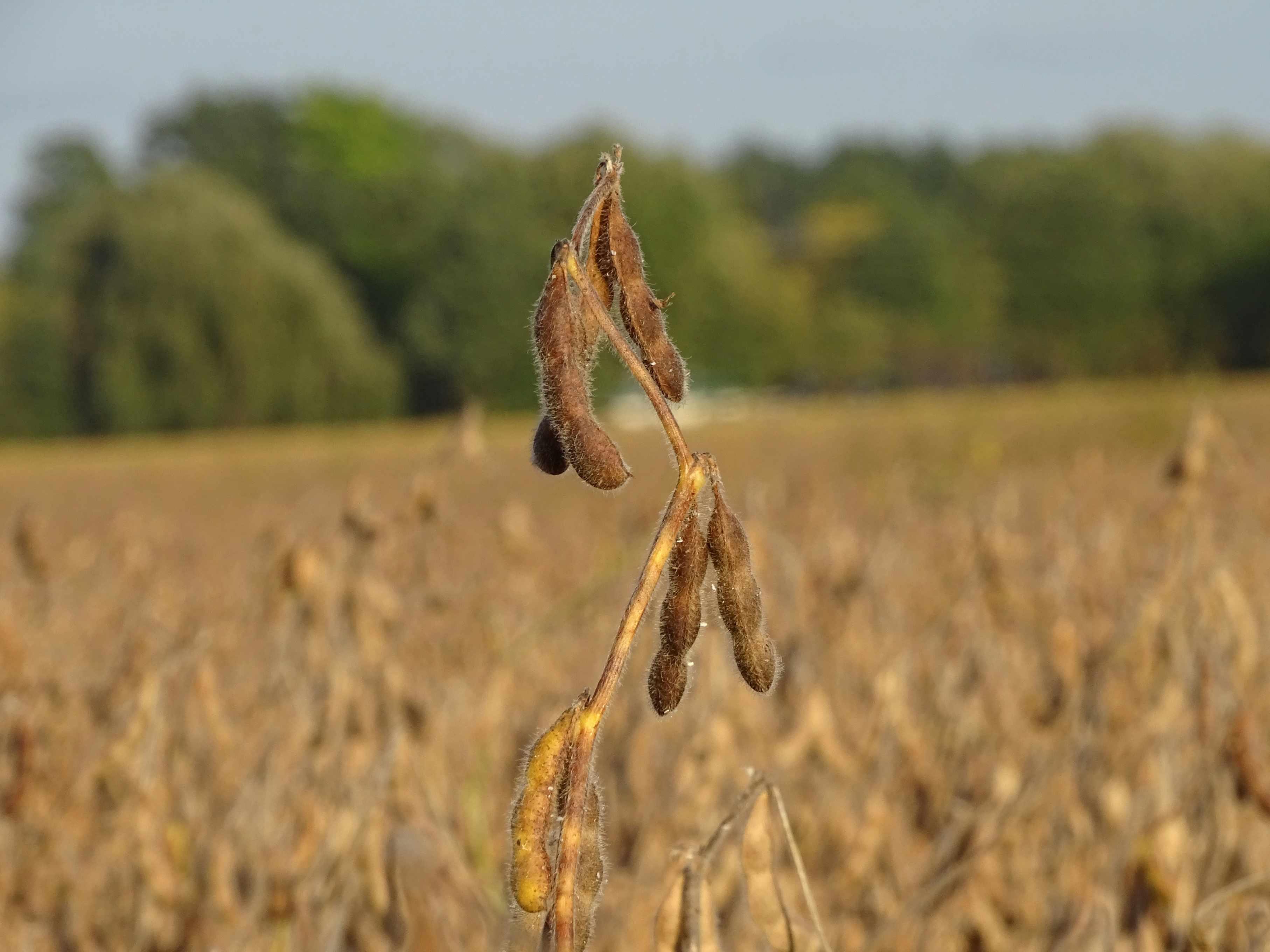 Soybean pods are pictured in a field where a farmer is growing soybeans.