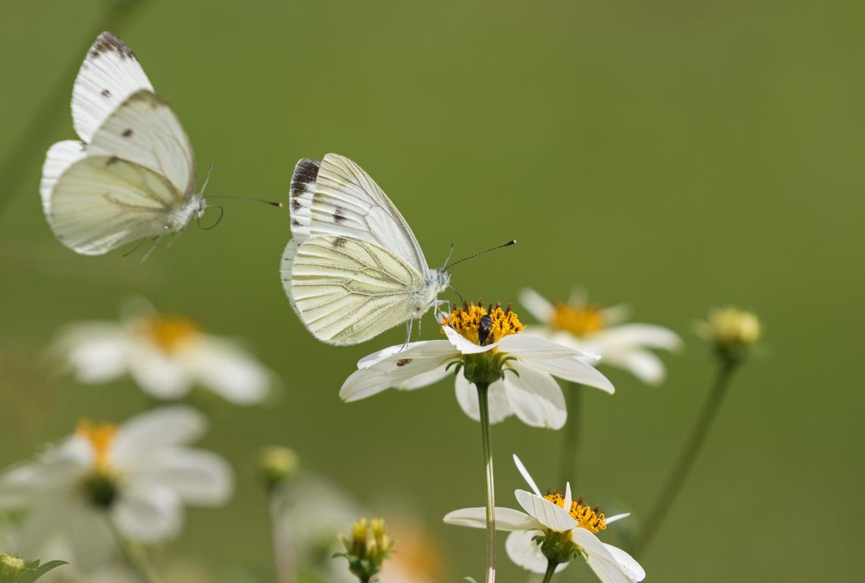 One white butterfly flutters around daisies while another white butterfly perches atop the flower to consume its nectar.