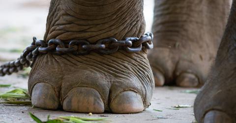 circus animals california