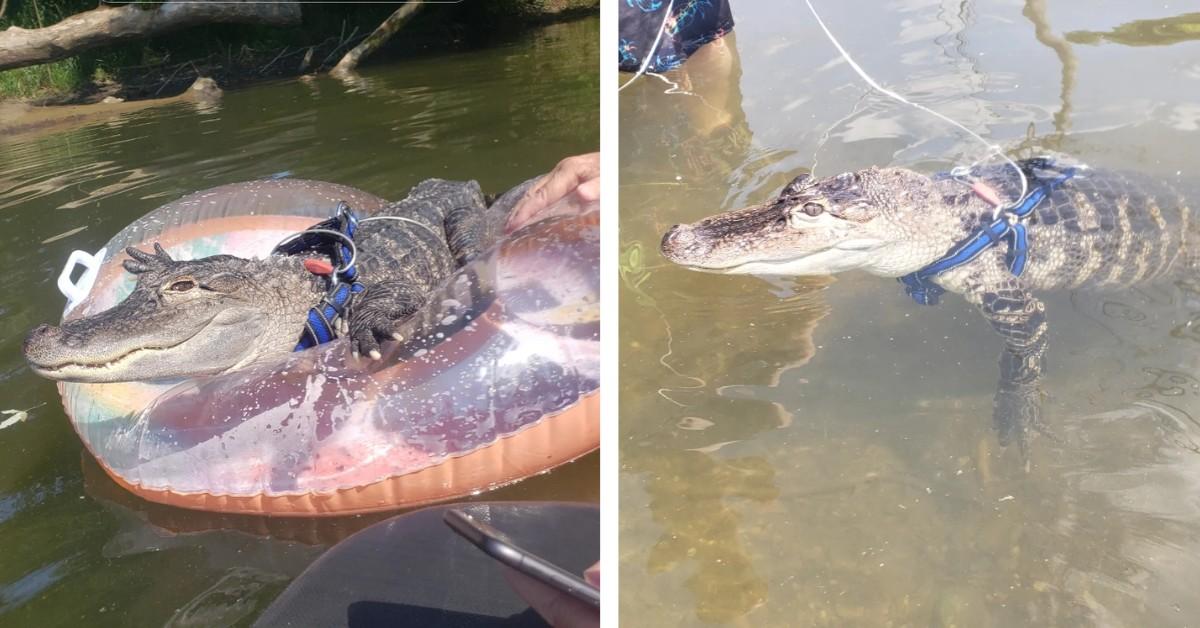 Two shots of Wally the Emotional Support Alligator