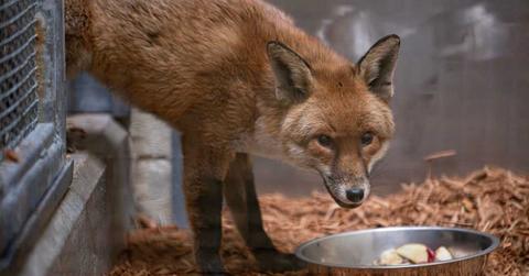 A red fox that stowed away on a cargo ship. (Cover Image Source: Bronx Zoo)