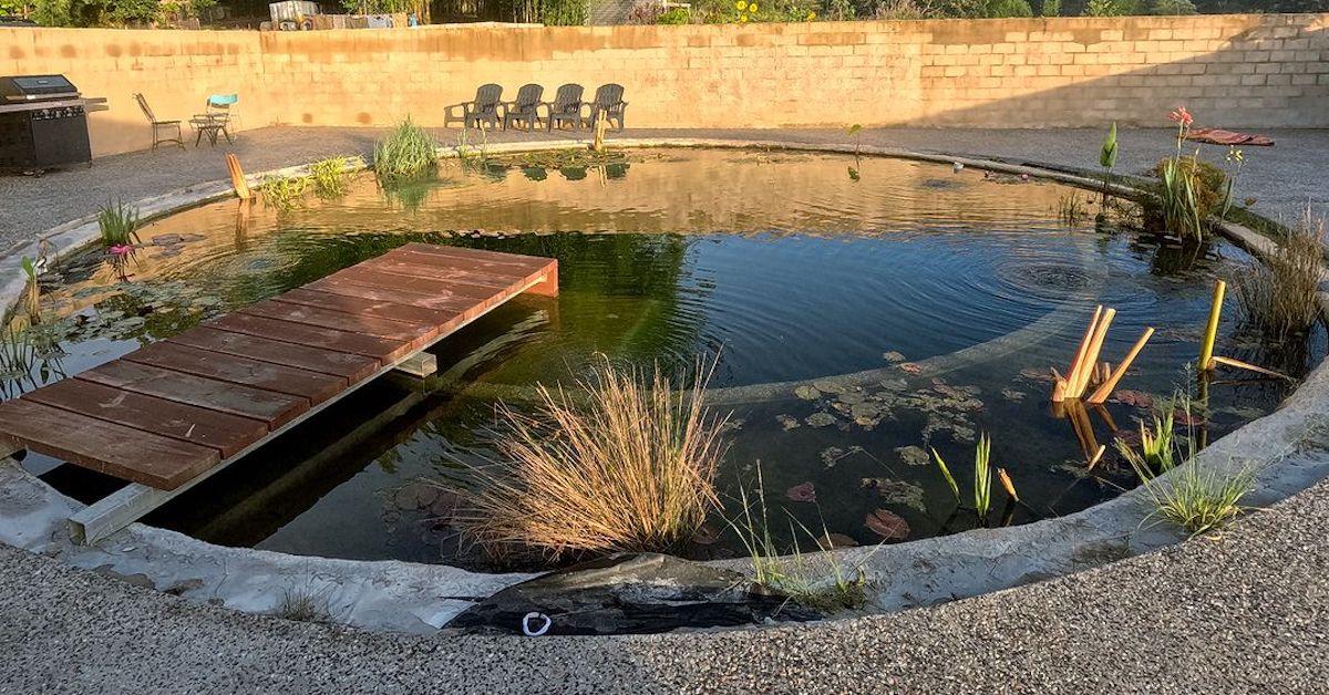 A natural swimming pool in a backyard