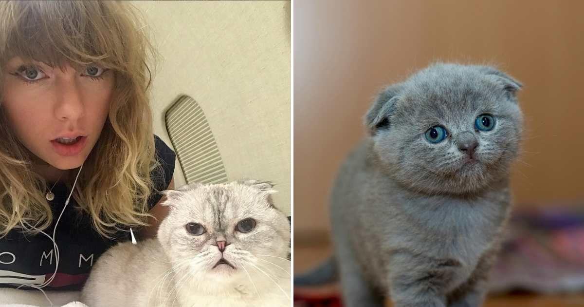 (L) Taylor Swift with her cat Olivia Benson. (Cover Image Source: Instagram | @taylorswift) | (R) A cute little cat posing. (Representative Cover Image Source: (R) Pexels | Vadim B)