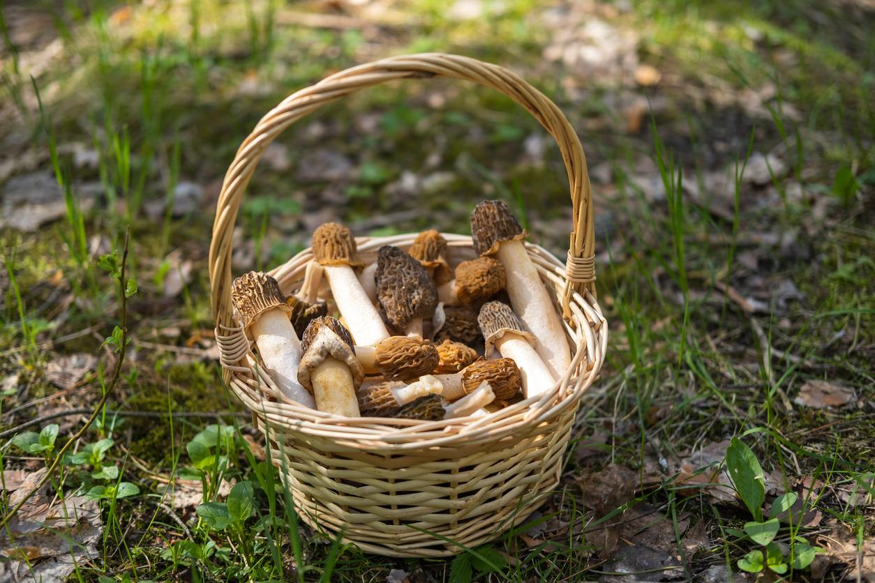 Morel mushrooms in wicker basket on forest floor