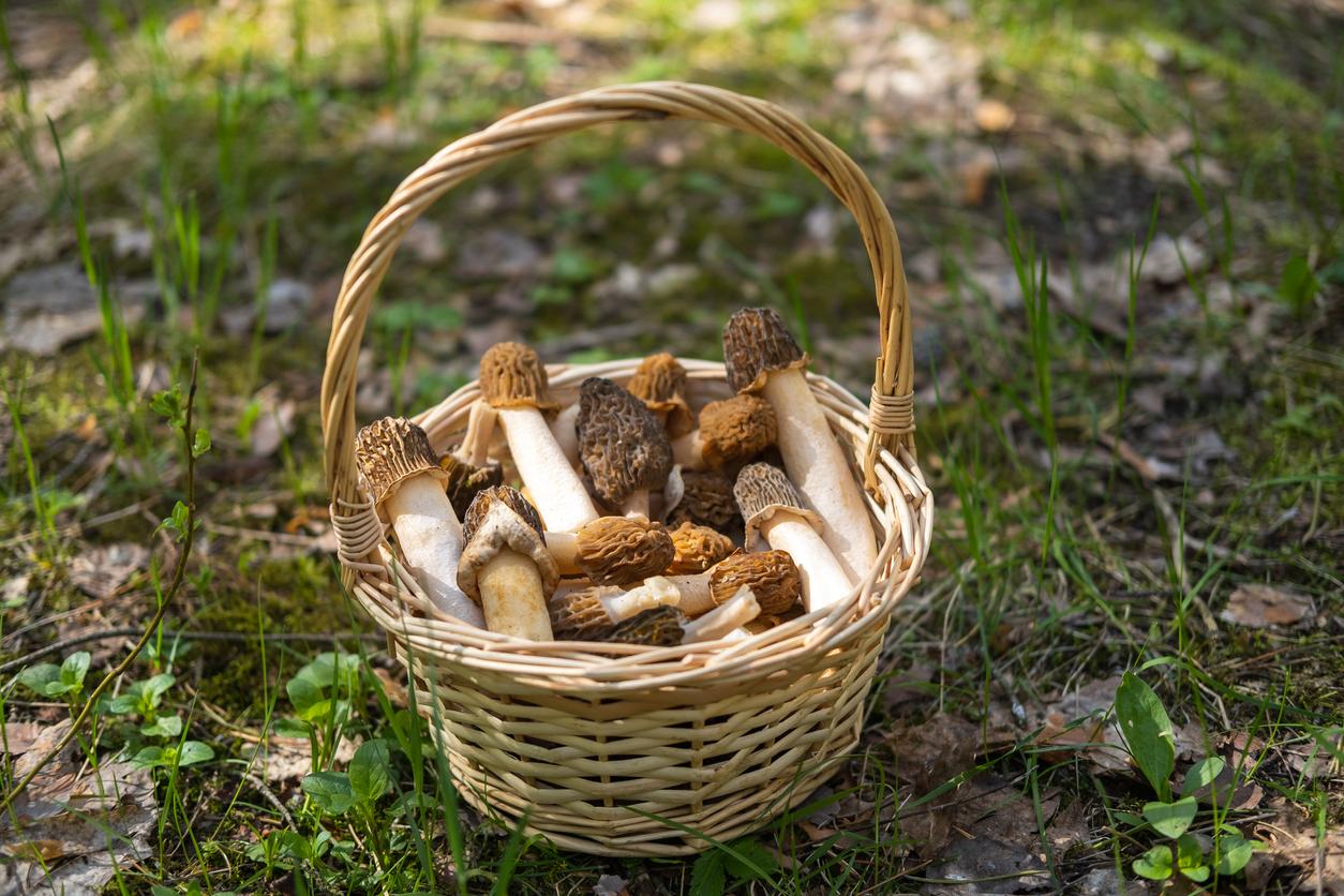 These Are the Best Places to Find Morel Mushrooms