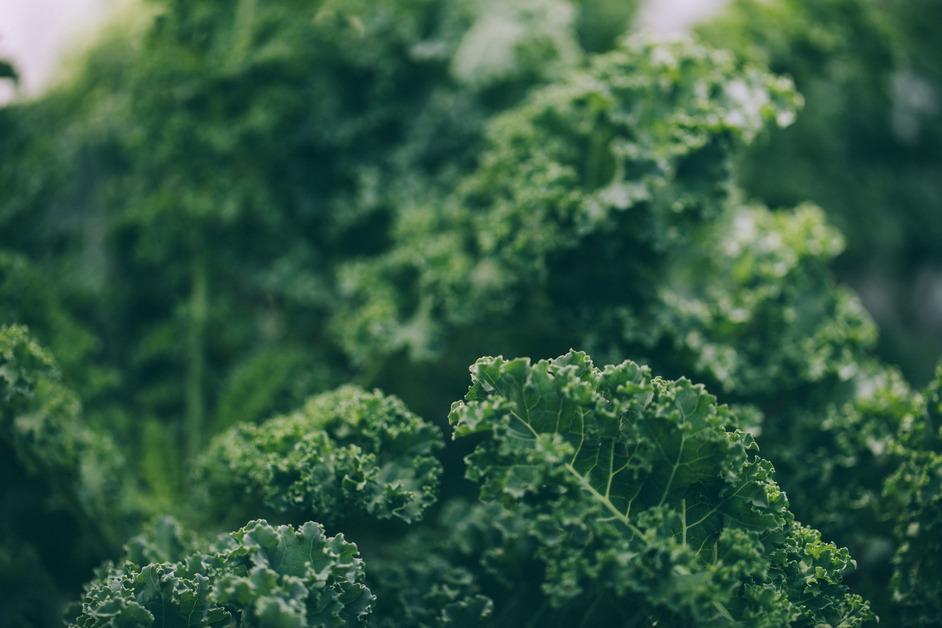 Close-up photo of kale leaves growing in a garden. 