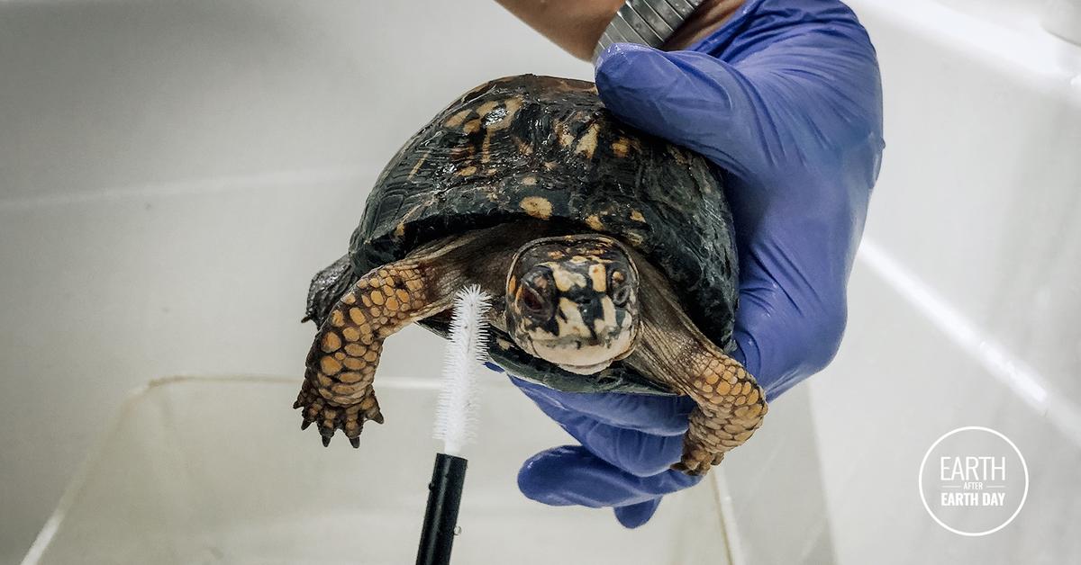Donate Your Old Bra to Offer Support to Injured Turtles