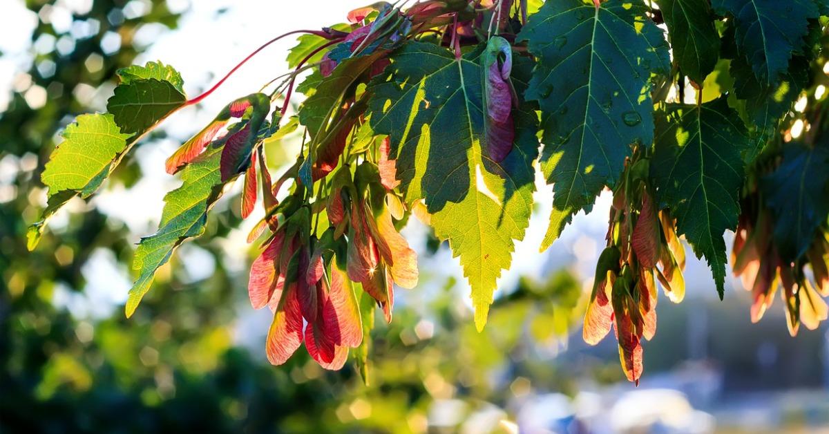 fastest growing shade treessilvermaple